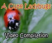 a cute ladybugs video compilation, video kumbang lucu, ladybug, insects,ncute animals, cute, kumbang, kumbang hitam, kumbang lucu, background video,nnnTip:nBTC(BEP2): bnb136ns6lfw4zs5hg4n85vdthaad7hq5m4gtkgf23 Memo: 107157964nDOGE: D7iEyvzUHxmgkJ6r4JHqRT4aNRq345Amr9nUSDT(TRC20): TKtZTdFULNAEcL4SdUMhssneAEhSQ529brnBIDR: bnb136ns6lfw4zs5hg4n85vdthaad7hq5m4gtkgf23 memo: 107157964nnladybug,nladybug song,nmiraculous ladybug,nladybug and cat noir song,nladybugs,nmiraculous,ninsect,ninsects,ncute anima