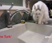 Kitty porn! Actually, it&#39;s Field Marshal Turkish Von Turkenstein of the 1st Feline Sink Occupation Command sprucing up before inspecting the perimeter.nnThe Turk&#39; has a thing for running water, perhaps because (we think) he&#39;s at least part Turkish Van, a breed of swimming cat. Whatever his genetics, if there&#39;s a sink around, you&#39;re liable to find the Turk&#39; in it.