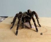 Goliath birdeating tarantulas are seen spanning up to 12