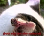 Cross-posted from my YouTube account. This video features before and after shots of our cat who had to have his ears removed because of ear cancer. He two different kinds of cancer:nn- a