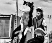 Lyra, a border collie mix, and her owner and handler Jean McCollister came from the U.S. to live in Slovenia, where they became pioneers in dog frisbee. Lyra was the first dog to compete in this sport for Slovenia at European championships and the World finals in the U.S. Jean introduced dog frisbee to other dog owners in Slovenia and soon the community grew into a society called Flipsi. Lyra won countless trophies, starting with two wins at her very first two competitions after a few weeks in t