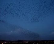 Starlings 2013 https://vimeo.com/58119356nn*** longer video in HD http://vimeo.com/19331820 ***nnnMy latest Starling video https://vimeo.com/809478357nnA fantastic natural phenomenon is filling the skies overDorset every night as around 100,000 starlings form a black cloud. nnThis amazing sight over Poole as the light fades is attracting scores of bird watchers and photographers, all of whom are keen to capture the starling spectacle. nnLast winter there were around 20,000 to 30,000 birds whee