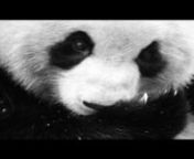 Vi minns hans extremt feta spelning på Öresundsfestival förra året och nu har Save A Lollipop äntligen bjudit tillbaka Panda Da Panda till Babel. Vi sparkar igång det nya året med riktig jäkla superkväll!nnVAD: SAVE A LOLLIPOP - PANDA DA PANDA (SE) LIVEnNÄR: Fredag 11 Januari, 23:00–03:00nVAR: Babel, Spångatan 38, MalmönKYRKAN: Panda Da Panda (SE) LIVE, Go-Go Zombie, Matchstick MennVARDAGSRUMMET: Nicole Briggs &amp; JeschkanVISUALS: Ulrika Flashman &amp; Mattias AxelssonnLJUS: Patr