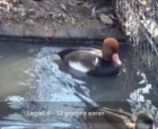 The red-crested pochard (Netta rufina) is a large diving duck. The scientific name is derived from Greek Netta