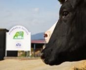 La granja Mas Bes és una empresa familiar, que va començar amb 4 vaques en la primera meitat del segle XX i arribant a 14 entre els anys 1960 i fins al 1979 quan es va passar a estabulació lliure.nnDes de l’any 1965 ja es practicava la millora genètica a través de la inseminació artificial. Des d’aquest temps no s’ha comprat mai cap vaca ni vedella de fora la granja, fent servir la propia recria.nnL’explotació consta de 100 hectàrees de cultiu farratger (blat de moro, sorgo, trit