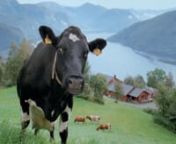 Local milk is better milk! In this second series of successful commercials for the Norwegian dairy company Tine, we get to meet local cows (and their friends) from all over Norway. This film focuses on cows from the western parts of the country. nnProduction company: ParadoxnDirector: Andreas J. RiisernVFX: FidonCreative Director: Kaj StevemannProducer: Claes DietmannnLine Producer: Anders SingstedtnModeling: Joakim ErikssonnTracking: Joakim Eriksson, Björn Henriksson, Björn SvanströmnAnimati