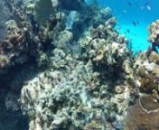 This video clip scene is representative of what I experienced on the Little Cayman Scuba Diving Trip.I apologize for the excessive shaky camera movement.Nevertheless, I believe it is still worth time for oneto take a look of what it was like. There is a nice