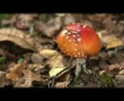 This is a film I shot over 5 days in mid November in Sologne, near Chambord in France. nnAfter damp wet days, the weather broke and I had some sunshine which transformed the forest. The forests in Sologne are used particularly by hunters in season. In autumn the forests are also well know for a wide variety of mushrooms.nnI used my letus mini exclusively on this film with two Nikon lenses (a 50mm and a 85mm, both f1.8s).nnThis film also marks my 1 year anniversary with the Canon HV30 and my 1 ye