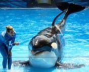 Believe debuted in 2006, the latest version of SeaWorld&#39;s killer whale show. The show blends video footage and audio narration with the performance by SeaWorld&#39;s killer whales including Shamu ... and, yes, everyone sitting down close usually gets soaked.