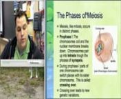 Biology InUnit 6: Cellular ReproductionnLecture 1: MeiosisnAfter viewing this video lecture on Meiosis, you should be able to:n- Explain homologous chromosomes.n- List and describe the phases of meiosis.n- Explain the concept of independent assortment.n- Compare and contrast meiosis and mitosis. n- Describe why meiosis is important.