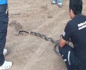 This is the disgusting moment a cobra regurgitated a rat snake while it was being caught by rescuers.Footage shows the venomous serpent unsheathing the smaller dead snake from its gut as volunteers cornered it in a forest near a village in Phetchabun province on November 19.A local who was harvesting bamboo shoots in the woods had found the cobra&#39;s nest and called the rescue team fearing the animal might wander into residents&#39; homes.The officers arrived and captured the deadly snake, which regurgitated its last meal while trying to escape. The cobra measured eight feet long and 20 kilograms heavy.They placed the creature inside a sack and also seized some 39 eggs which they turned over to provincial wildlife officers.The rescuers believe the cobra had devoured the rat snake in preparation for its incubation period.Villagers said they were relieved that the cobra nest had been removed.