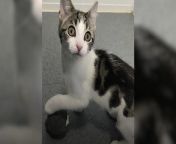 A cat brought to an animal shelter in Cheshire has left quite the impression after vets found it was neither male nor female.This video shows the kitten, called hope, playing at Cats Protection rescue centre in Warrington. Vets said they have seen rare hermaphrodite cats before, which have both male and female sex organs. However, Hope has no sex organs at all, either externally or internally, making its arrival quite the novelty for the shelter. Source: PA