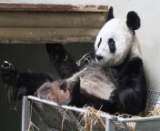 Edinburgh’s beloved giant pandas will be on show one last time today after spending 12 years in the Capital’s zoo.&#60;br/&#62;&#60;br/&#62;Pandas Yang Guang and Tian Tian arrived at Edinburgh Zoo in 2011 as part of a 10-year exchange programme that was later extended by the Covid-19 pandemic. Visitors will be able to see the adorable pair for the last time today before they enter quarantine and depart for China next week.&#60;br/&#62;&#60;br/&#62;The last day of visiting hours will run between 10.30am and 3.30pm today.&#60;br/&#62;&#60;br/&#62;Video courtesy of RZSS