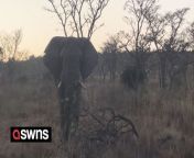 An elephant on heat charged a safari jeep before crushing a tree chasing the vehicle down the road.&#60;br/&#62;&#60;br/&#62;Christiaan Swanepoel was leading a tour through Welgevonden Game Reserve, South Africa, when they came across a giant animal in musth.&#60;br/&#62;&#60;br/&#62;Tense footage shows the 25-year-old guide carefully reversing away from the five-tonne elephant as it ran headfirst at his guests.&#60;br/&#62;&#60;br/&#62;Despite seeming to lose interest in Christiaan, the bull flattened a tree with ease while chasing them all the way to another road where they could speed away to safety.&#60;br/&#62;&#60;br/&#62;Christiaan said: “In short this bull was trying to assert dominance. Musth means an elephant’s testosterone can be about 40-50 times higher than normal.&#60;br/&#62;&#60;br/&#62;“When you have that much testosterone in an animal that weighs more than five tonnes, it is a tense time.&#60;br/&#62;&#60;br/&#62;“I have been a guide for five years and this has happened before to me but it’s always nerve-wracking as every situation can be different.&#60;br/&#62;&#60;br/&#62;“You have to stand your ground while also giving the elephant enough space to try and defuse the situation.&#60;br/&#62;&#60;br/&#62;“Fortunately I was able to reverse away from the bull before speeding away to safety.”