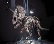 Meet Horridus — one of the most complete Triceratops fossils ever discovered. Found in Montana, Horridus at Melbourne Museum in Australia in the new exhibit &#92;