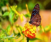 Colorful Butterfly 4K HDR 60fps Video With Music4K HDR 60fps Dolby Vision Demo&#60;br/&#62;&#60;br/&#62;#butterfly&#60;br/&#62;@4kvideo