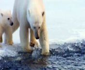 BBC_Polar Bear Spy on the Ice from little baby bum ice