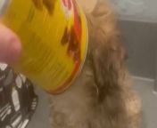 This is the funny moment a young pup got its head stuck inside a can of dog food.&#60;br/&#62;&#60;br/&#62;Heather Hunt, 51, was shocked when she heard her seven-week-old Zuchon puppy Ronnie clanging around inside of his crate with a can on his head.&#60;br/&#62;&#60;br/&#62;The video shows Heather&#39;s six other dogs all watching on as Heather grabs the pup and removes the can from his head.