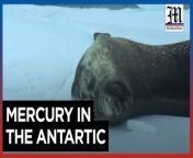 Scientists study levels of toxic mercury in Antarctic mammals&#60;br/&#62;&#60;br/&#62;Marine biologists collect skin samples from humpback whales and leopard seals in Antarctica to detect the presence of mercury in their bodies. The toxic heavy metal is believed to reach the ocean through rivers or rain. According to the UN environmental agency UNEP, if an animal consumes mercury, it may suffer &#92;