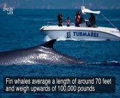 Blue whales are the largest creatures on the planet, stretching 80 to 100 feet long and weighing in upwards of 290,000 to 330,000 pounds. However, despite their size, marine biologists say they now have evidence that these behemoths are actually mating with another species.