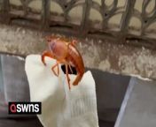 A man used a live lobster on a string to recover a sock that fell from a window.&#60;br/&#62;&#60;br/&#62;The man, Mr Liang, from Guangxi, China, safely retrieved his sock and lifted it back to the window with his lobster&#39;s help on March 10.