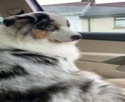 Occurred on October 11, 2023 / Waterford, Ireland&#60;br/&#62;&#60;br/&#62;Info: An Australian Shepherd appears annoyed when it has its face touched.