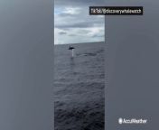 Onlookers watched in awe over this dolphin leaping over the water of the Pacific Ocean off the coast of Monterey Bay, California, on March 6.