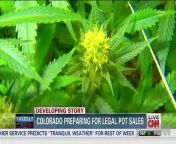 The state of Colorado and many businesses there hope for millions in taxes and profit from legal sales of marijuana.