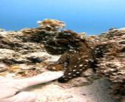 Occurred on May 2023 / Mauritius&#60;br/&#62;&#60;br/&#62;Info: An octopus grabs a diver&#39;s fingers and pulls him through a coral reef.