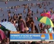 Piranha attack 70 injured Argentina Piranha Attack Swimmers, Bite Off Girl&#39;s Finger and boy&#39;s toe. Undeterred Argentineans returned to the beach today where as many as 70 people were injured