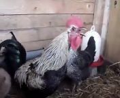 Death Metal Rooster, need I say more?&#60;br/&#62;&#60;br/&#62;There are now Death Metal Rooster inspired t-shirts available at http://deathmetalrooster.viralprints....&#60;br/&#62;&#60;br/&#62;The music is an original composition for this video by Ewan Parry (a.k.a liquidcow) of the band Talanas:&#60;br/&#62;&#60;br/&#62;myspace.com/talanas