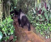 Wild mountain gorillas near Bwindi National Park, Uganda