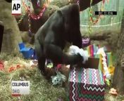 The world&#39;s first gorilla born in a zoo, a female named Colo who was the oldest known living gorilla in the US, has died at age 60.