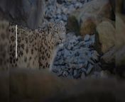 Two “iconic” snow leopards have arrived at Chester Zoo ahead of the opening of a huge new Himalayan habitat for the species.The immersive habitat – which is now home to male leopard Yashin and female Nubra - has been designed to authentically recreate the rocky terrain of the Himalayan mountains – using more than 600 tonnes of scree and rocks.Having arrived from zoos in Europe after being carefully matched up as part of an important conservation breeding programme, conservationists say the pair have ‘hit it off’ straight away and are hopeful that they will go on to have cubs in the future.SOURCE: Chester Zoo/PA
