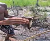 Only in Papua are snakehead fish like this