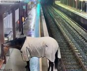 Racehorse arrives at Warwick Farm train station. Video supplied by Transport for NSW