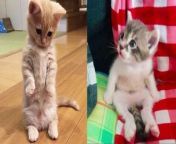 Surprising Cat Moments That Will Make You Laugh from wlid kitty