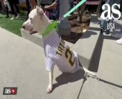 San Diego Padres welcome dozens of dogs at Petco Park from alice campello padre