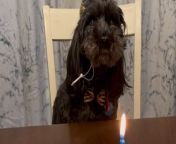 This little dog, Kodi, had a very special day as his family gathered around to celebrate his birthday.&#60;br/&#62;&#60;br/&#62;They sang &#39;Happy Birthday&#39; with big smiles, making Kodi feel loved and cherished.&#60;br/&#62;&#60;br/&#62;His eyes sparkled with happiness, showing how thankful he was for this celebration.&#60;br/&#62;&#60;br/&#62;After the song, his hooman brothers took a deep breath and blew out the candle on his birthday treat.&#60;br/&#62;&#60;br/&#62;He was ready to enjoy his special treat.&#60;br/&#62;&#60;br/&#62;It was a joyful moment for everyone, filled with laughter and love, as they watched Kodi dig into his birthday surprise.&#60;br/&#62;Location: Rocklin, United States&#60;br/&#62;WooGlobe Ref : WGA842615&#60;br/&#62;For licensing and to use this video, please email licensing@wooglobe.com