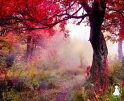 30 MinutesRelaxing Meditation Music • Inspiring Music, Sleepand calm anxiety (Red leaves) @432Hz from sleeping forcd