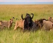 A large pack of lions hunted and killed a helpless buffalo in the Maasai Mara nature reserve in Kenya. In the prolonged attack, the helpless buffalo was encircled by the pack of lions who slowly mauled it before tipping it on its back and killing it.