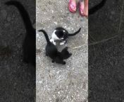 These three black kittens pursued a straw as their owner moved it around the ground. They spun around and pounced on the straw with their little claws, hoping to catch it.
