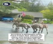 A motorist was bemused to find himself facing four zebras on the loose in North Bend, Washington, on Sunday, April 28.&#60;br/&#62;&#60;br/&#62;