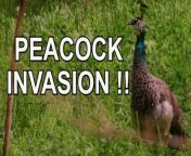 PEACOCK INVASION in my back yard!! Peacocks Pandemonium: Invaders In My Backyard!