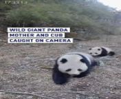Just in from the Changqing National Nature Reserve in Shaanxi Province, China: a surveillance camera has caught the delightful sight of not just one, but two pairs of wild #giant pandas and their adorable cubs roaming their natural habitat. &#60;br/&#62;#Wildlife #NatureReserve