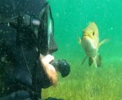 Wild fish greets this diver every time he&#39;s in the water and starts bringing his friends over to say hi! ❤️