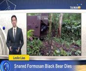 A Formosan black bear found in a hunting trap in southeastern Taiwan has died of its injuries despite rescue efforts by officials.