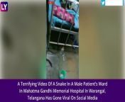 A terrifying video of a snake in a male patient’s ward in Mahatma Gandhi Memorial Hospital in Warangal, Telangana has gone viral on social media. Reportedly, a cobra was found under the bed of a patient while the patient was resting on his bed. The hospital management was soon alerted by the patients and attendants. This is the second such incident reported from the hospital this month. Watch the video to know more.&#60;/p&#62; &#60;br/&#62;&#60;/p&#62;