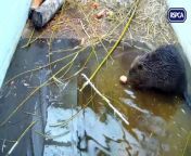 A beaver is being treated at an RSPCA wildlife centre in Sussex after getting into difficulty in the sea.