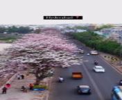 Hyderabad new look turning pink from pink cobra full sofia movie song in